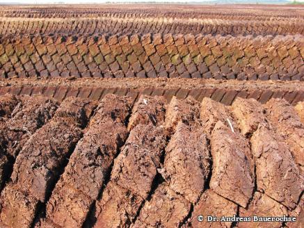 DGMT e.V. - Sektion 2