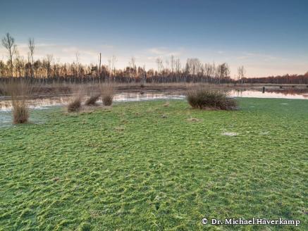 DGMT e.V. - Sektion 5